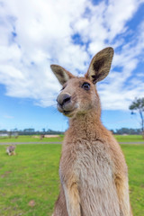 A Kangaroo Foreground In Australia