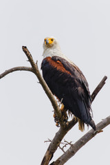 African Fish Eagle (Haliaeetus vocifer), Murchison Falls National Park, Uganda.