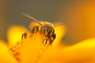Bee and flower. Close up of a large striped bee collecting pollen on a yellow flower on a Sunny bright day. Macro horizontal photography. Summer and spring backgrounds