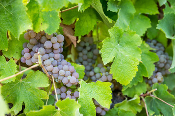 Grapes in a vineyard before harvest