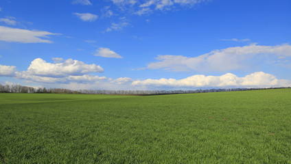 Obraz premium spring landscape with green field