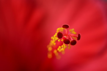 Blühender roter Hibiskus © Marlise Gaudig