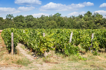 Fototapeta na wymiar Vineyard at the end of summer just before harvest