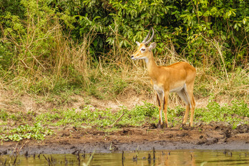 Obraz na płótnie Canvas A male kob (Kobus kob) standing on the riverbanks of the Victoria Nile , Murchison Falls National Park, Uganda.