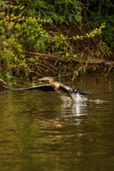 African Darter (Anhinga rufa) in flight, Murchison Falls National Park, Uganda.