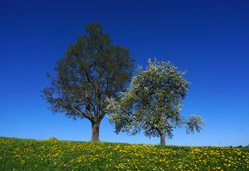 Obraz premium Linde und Birnbaum auf der Schwäbischen Alb in einer Löwenzahnwiese
