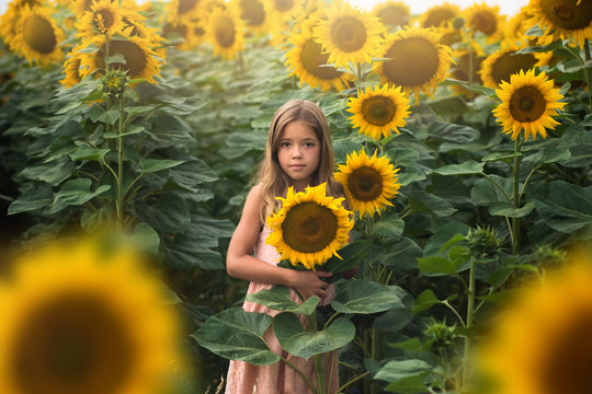 young girl standing in sunflower fiels and holding sunflower, pretty girl is looking at camera in sunflower field