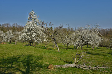 Streuobstwiese mit bl&uuml;henden Obstb&auml;umen