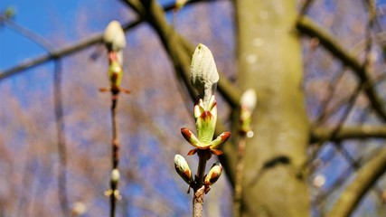 Knospe, baum, Waldspaziergang, knospe hellgr&uuml;n, beige, gr&uuml;n, rot, brauner zweig, fokus, verschwommener Hintergrund, Platz f&uuml;r Text, Postkarte, Gru&szlig;karte, Titelbild, phallusf&ouml;rmig