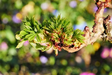 Blumenwiese, Blumen Nahaufnahme, Postkarte, Gru&szlig;karte, Wallpaper, floraler Hintergrund, Platz f&uuml;r Text, Vorgarten, Naturschutz, Gartenarbeit, Fr&uuml;hlingsanfang, Knospe
