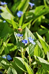 Wollschweber, Parasitoid, Postkartenmotiv, Naturschutz, Fr&uuml;hlingstag, blaue bl&uuml;mchen mit gr&uuml;nem Hintergrund. 