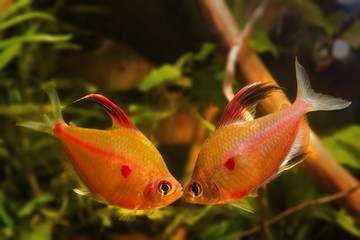 fight for territory of strong adult males of bleeding heart tetra, typical blackwater characin fish...