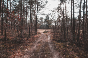 Fototapeta premium Path in the woods