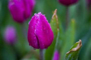 Natural view of tulip flowers bloom in garden