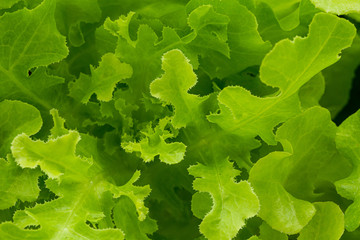 Naklejka na ściany i meble PhotosSearch by imageSalad background. XXXL,Background of green lettuce seedlings ,Savoy cabbage leaf 