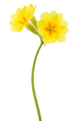 Yellow flowers of primrose, isolated on white background