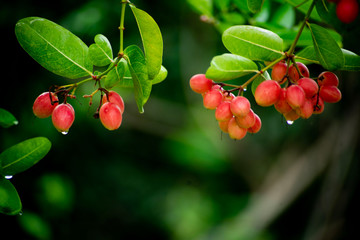 Mango yawning, red boo lime, Thai herbs used in health care Red of ripe fruit