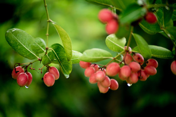Mango yawning, red boo lime, Thai herbs used in health care Red of ripe fruit