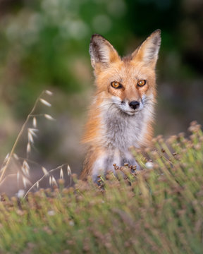 Red fox sits in the sunlight and looks confused