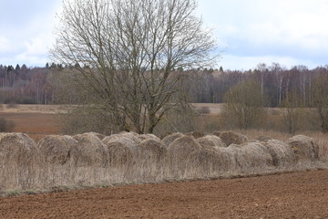 Image of rolls of grey last year's straw on freshly ploughed brown soil in a rural field against a background of forest and blue sky.Agricultural landscape in early spring on a dry clear day.Russia