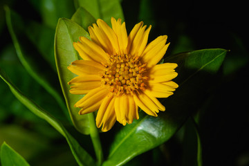 Yellow dahlia macro ,Yellow flower macro close up ,Tickseed, lilies and hydrangea 