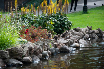 ducklings in the Park by the pond