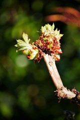 Blumenwiese, Blumen Nahaufnahme, Postkarte, Grußkarte, Wallpaper, floraler Hintergrund, Platz für Text, Vorgarten, Naturschutz, Gartenarbeit, Frühlingsanfang