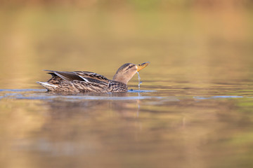 An adult female mallard (Anas platyrhynchos) swimming and foraging in a pond in the city of Berlin Germany. Photographed from a low-angle in the water.