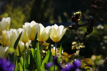 tulpen Blumen mit hintergrund, Postkartenmotiv, Wallpaper, platz f&uuml;r text