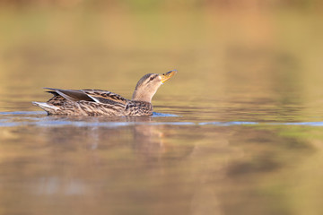 An adult female mallard (Anas platyrhynchos) swimming and foraging in a pond in the city of Berlin Germany. Photographed from a low-angle in the water.