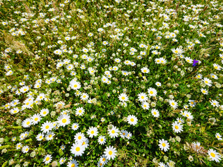 Flowery meadow with white daisies