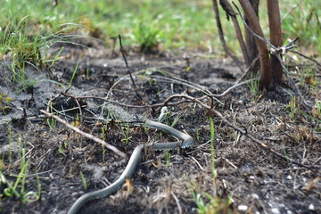 grass-snake is ubiquitous with humans