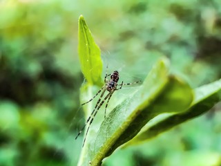 Gray color spider siting on the green trees and green background in the garden.