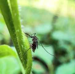 Gray color spider siting on the green leaves and green background.