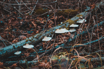Mushrooms on a trunk