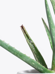 Fototapeta premium Aloevera leaf with cottony mealybug.