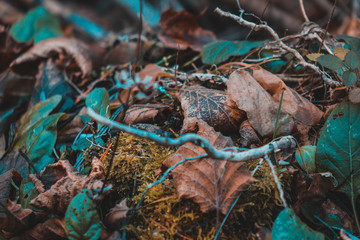 Forest floor