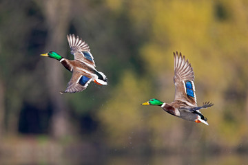 A pair of male mallard ducks taking off from the water in the city of Berlin.