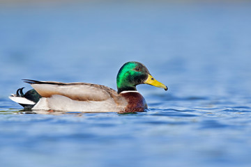Obraz premium An adult male mallard (Anas platyrhynchos) swimming and foraging in a pond in the city of Berlin Germany. Photographed from a low-angle in the water.