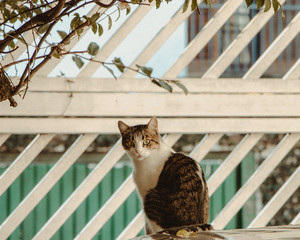 olhar felino