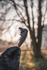 Frozen leaf against the sun