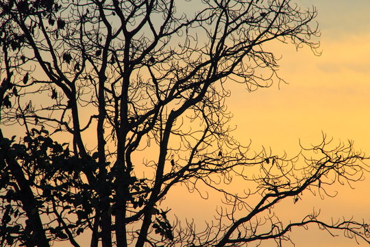 Low Angle View Of Silhouette Trees Against Sky At Sunset © mohd dziehan mustapa/EyeEm