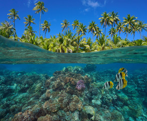 Coral reef with tropical fish underwater and green foliage of coconut palm trees, split view over and under water surface, French Polynesia, Pacific ocean, Oceania