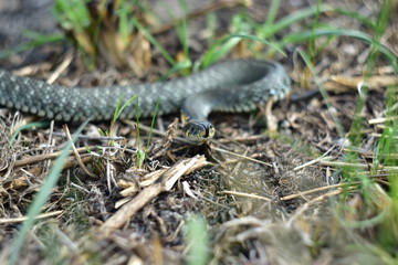 grass-snake is ubiquitous with humans
