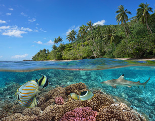 French Polynesia, coral reef with colorful fish underwater and tropical coast with green vegetation, split view over and under water surface, Pacific ocean, Oceania - obrazy, fototapety, plakaty