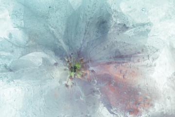 Frozen Cherry Blossom Background