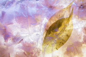 Frozen Cherry Blossom Background