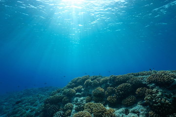 Underwater seascape, sunlight through water surface with coral reef on the ocean floor, natural...