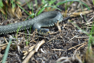 grass-snake is ubiquitous with humans