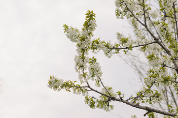 Branch of white blooming cheery. Concept of flowering plants, spring garden. Spring flowering orchard. Selective focus